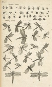 Tab XVII, øyenstikkere, illustrasjon fra "Firebeintes naturhistorie" av Mattaus the Younger Merian