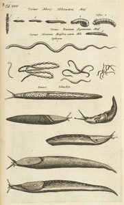 Tab XXIV, Slugs and Worms, Illustrasjon fra "Firebeintenes naturhistorie"