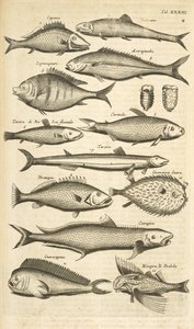 Tab. 33, Piggfisk, Illustrasjon fra "Firebeintes naturhistorie" av Mattaus the Younger Merian