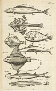 Fane XXXIX, Fiskearter, Illustrasjon fra "Natural History of Quadrupeds" av Mattaus the Younger Merian