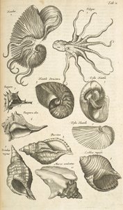 Tab X, blekksprut- og Nautilus-skjell, illustrasjon fra 