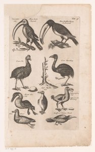 Toekans en andere vogels Fuglenes naturhistorie, Libri VI J. Jonston (serietittel) av Matthaus Merian