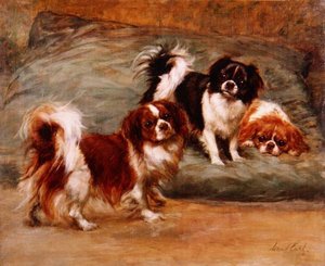 Tre King Charles Spaniels på en pute