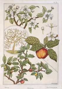 Epletre, frukt og blomster, fra 