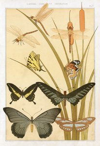 Sommerfugler, fra "The Animal in the Decoration" av Maurice Pillard Verneuil, pub. 1897 (fargelitografi)