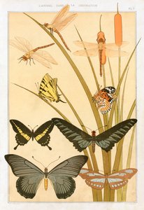 Sommerfugler, pub. 1897. av Maurice Pillard Verneuil