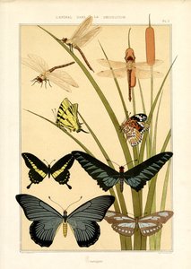 Naturstudier av sommerfugler og øyenstikkere (lito) av Maurice Pillard Verneuil