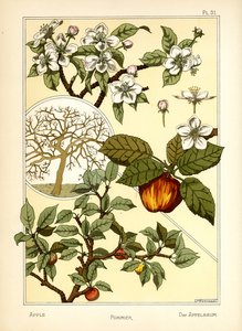 Epletreet (farge litho) av Maurice Pillard Verneuil