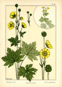 Smørblomsten (farge litho) av Maurice Pillard Verneuil