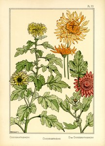 Krysantemum (farge litho) av Maurice Pillard Verneuil