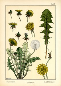 Løvetann (farge litho) av Maurice Pillard Verneuil