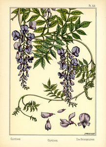 The Glycine (farge litho) av Maurice Pillard Verneuil