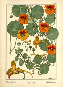 Nasturtium (farge litho)