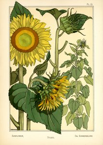 Solsikken (farge litho)