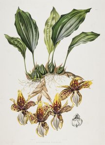 Stanhope Tiger Orchid, 1838
