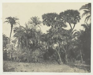 Wood of Date Palms and Palm Trees Doums, Øvre Egypt, 184951, trykt 1852. av Maxime Du Camp