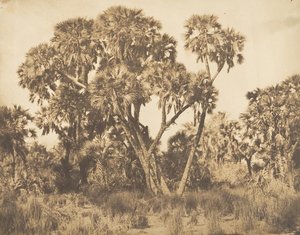 Doum Palms på Hamarneh, 1849-50. av Maxime Du Camp