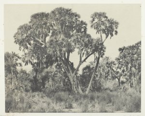 Doum palmer, Øvre Egypt av Maxime Du Camp