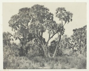 Palmetrær Doums, Øvre Egypt, 184951, trykt 1852. av Maxime Du Camp