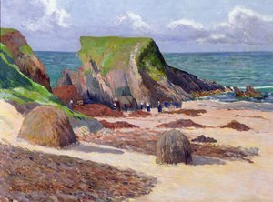 Høsting av tang, 1891
