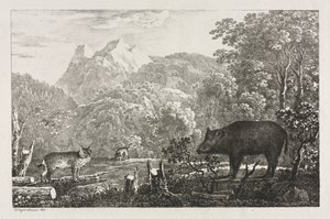 Villsvin, villkatt og gaupe av Maximilian Josef Wagenbauer