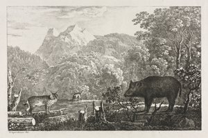 Villsvin, villkatt og gaupe, 1807. av Maximilian Josef Wagenbauer