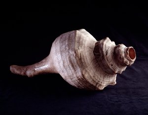 Precolombiansk kunst, Maya-sivilisasjon, klassisk periode: havskjell brukt som musikkinstrument (trompet). fra Uaxactun, Guatemala. Dim. 19,2x41,5 cm Guatemala, Museo Nazionale di Archeologia e Etnologia - førkolumbiansk kunst, Maya-sivilisasjonen, klassis av Mayan Mayan