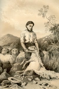 Saueklipping, 1879