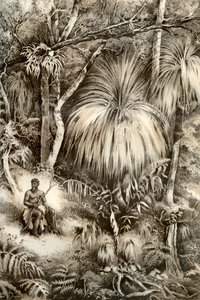 Tasmansk skogscene, 1879