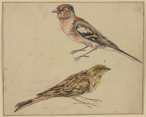 En stillits og en tornirisk av Melchior de Hondecoeter