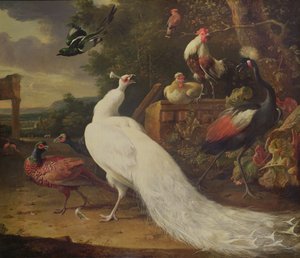 Den hvite påfuglen av Melchior de Hondecoeter