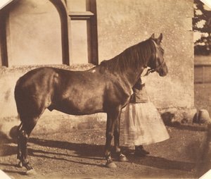 Sultan, mid-1850s.    1140520   no       norwegian Successfully Translated  Original: Seated Woman Translat: Seated Woman 1238933 no norwegian Successfully Translated Original: Gezicht op de kust van Groot-Atjeh, met voor de kust de vloot van de Eerste Atj av Mervyn Herbert Nevil Story Maskelyne