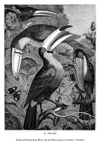Tukaner, c1770-1820 1843 av Messrs Sly and Wilson