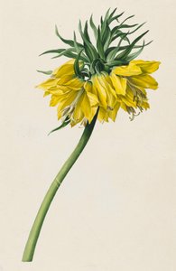 Kaiserkrone av Michael Moritz Daffinger