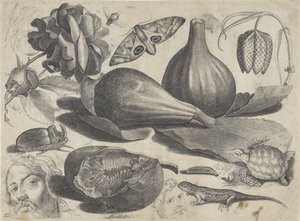 Studieark med tegningseksempler: hoder, dyr og frukt Tegningseksempler (serietittel)