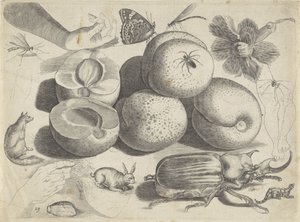 Studieark med tegningseksempler: frukt, dyr, insekter og hender Tegneeksempler (serietittel)