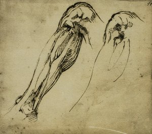 Anatomical Studies of a Leg, tegning av Michelangelo. Casa Buonarroti, Firenze av Michelangelo Buonarroti