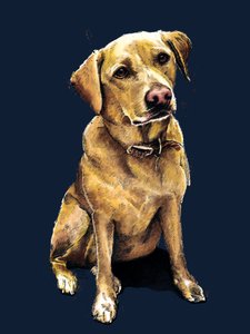Daisy The Labrador on Midnight Blue, 2020 av Mike Davis