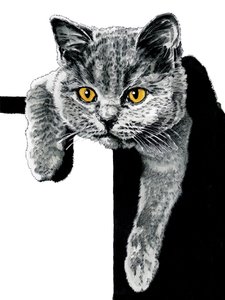Flora The Kitten on White, 2019 av Mike Davis