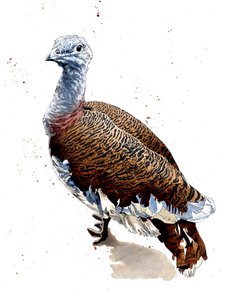 Great Bustard on White, 2020