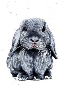 Grey One The Bunny on White, 2019