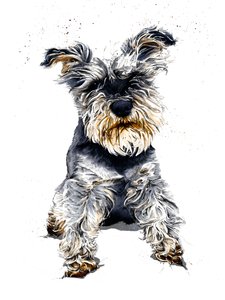 Ollie The Schnauzer on White, 2019 av Mike Davis