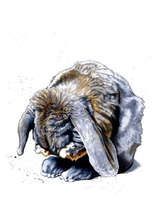 Kaninpoter på hvitt, 2020