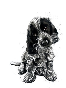 Rosie The Cocker Spaniel på hvitt, 2019 av Mike Davis