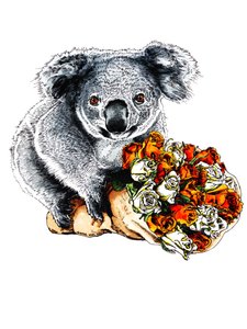 Takk Koala on White, 2020