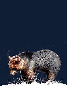 The Bear on Midnight Blue, 2020 av Mike Davis