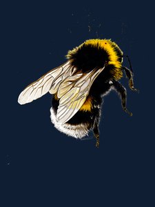 The Bee on Midnight Blue, 2020 av Mike Davis