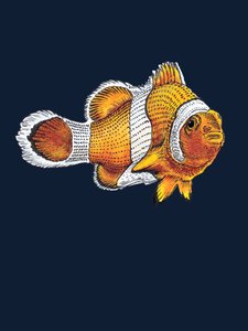 Klovnefisken på midnattsblå, 2022