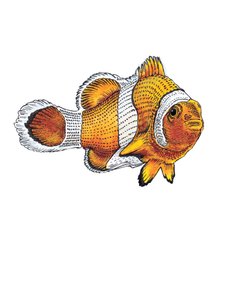 Klovnefisken på hvitt, 2022 av Mike Davis