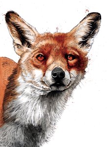 The Fox on White, 2019